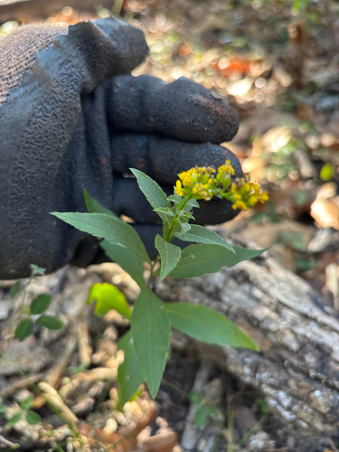 elm-leaved goldenrod