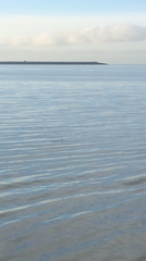 Triakis semifasciata