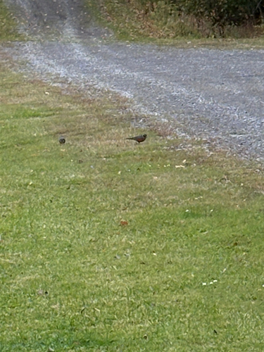 American Robin