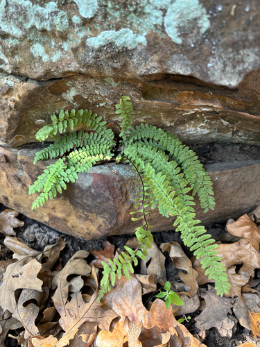 ebony spleenwort