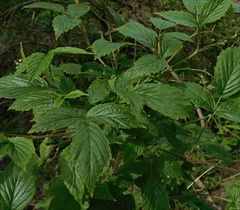 Rubus idaeus