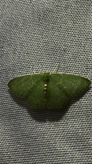 Synchlora irregularia