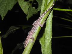 Cyrtodactylus marmoratus