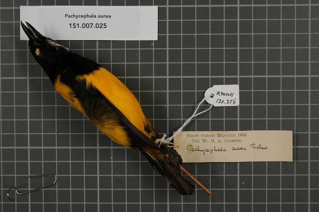 Golden-backed Whistler
