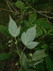 Rubus idaeus