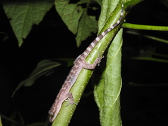 Cyrtodactylus marmoratus