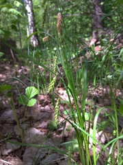 Carex arnellii
