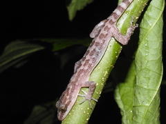 Cyrtodactylus marmoratus
