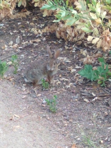 iNaturalist observation photo of Cottontail Rabbits