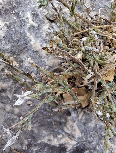 Glandleaf Milkwort