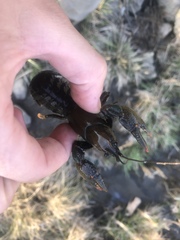 Lacunicambarus polychromatus