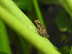 Chalcorana chalconota