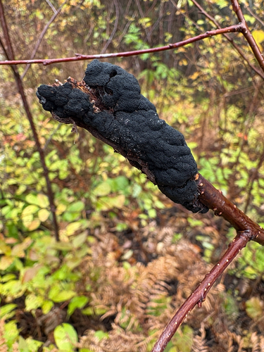 black knot