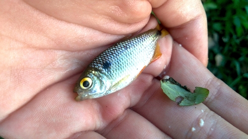 Twospot Astyanax