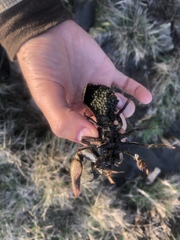 Lacunicambarus polychromatus