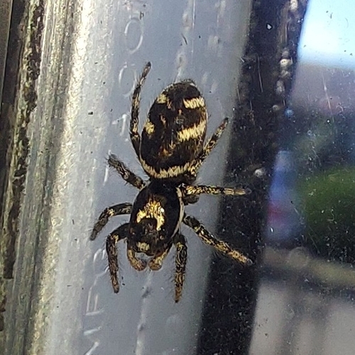 Zebra Jumping Spider