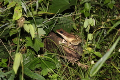 Odorrana hosii