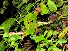 Rhabdophis subminiatus
