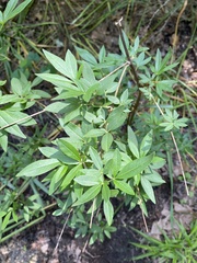 Vitex agnus-castus