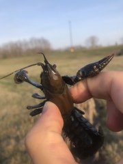 Lacunicambarus polychromatus