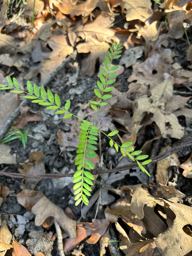 honey locust