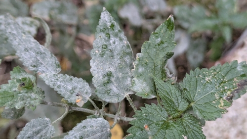 Nettle Powdery Mildew