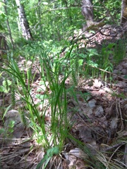 Carex arnellii