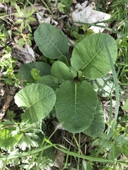 Primula elatior