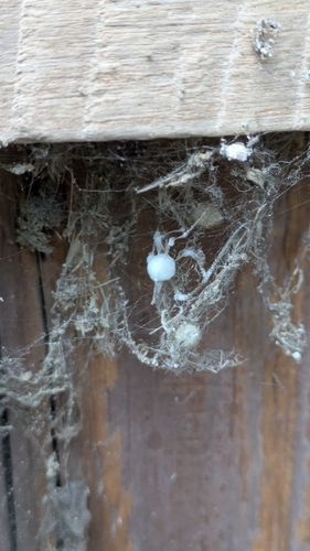 Engyodontium aranearum