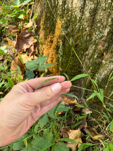 Muhlenbergia frondosa observed 2026-10-06