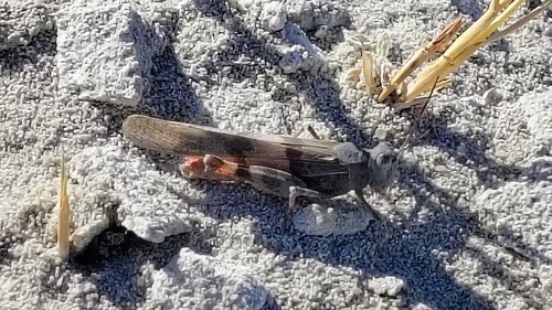 Strenuous Grasshopper