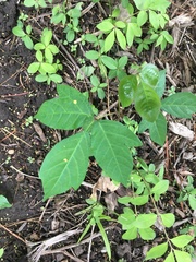 Toxicodendron radicans