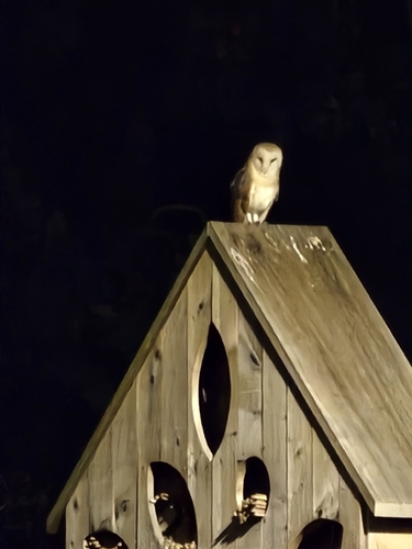 Western Barn Owl