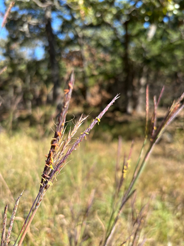 big bluestem