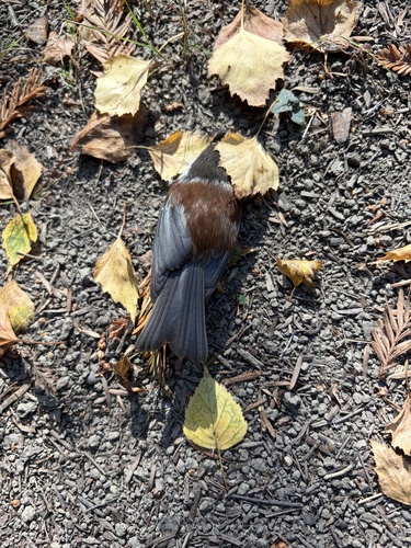 Chestnut-backed Chickadee