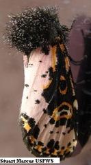 Xanthopastis regnatrix