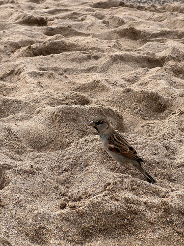 House Sparrow