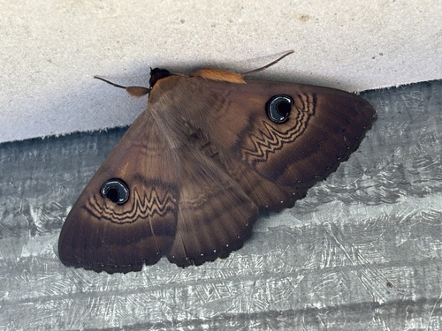 Southern Moon Moth