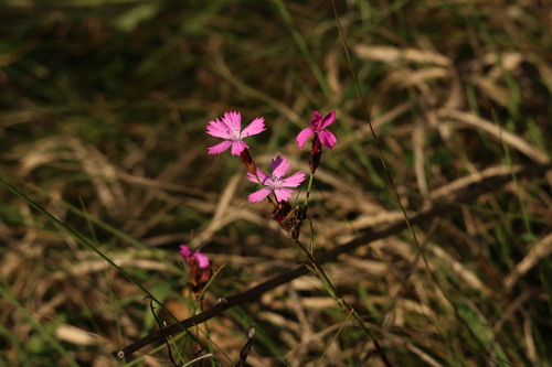 Carthusian Pink