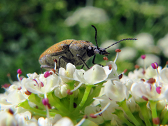 Mycterus curculioides