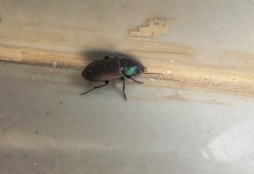 Neoaulacoryssus speciosus