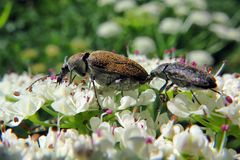 Mycterus curculioides