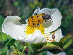 Trichodes octopunctatus