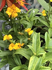 Tagetes lucida