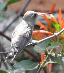 Phaeoptila sordida