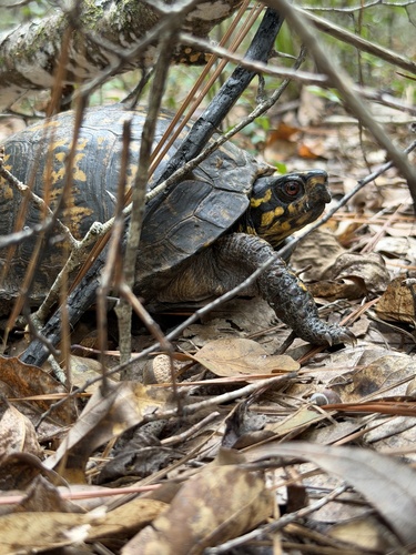 Eastern Box Turtle