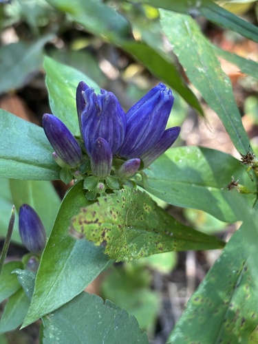 Gentiana clausa, 2026-10-08