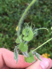Passiflora menispermifolia