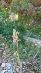 Anacamptis sancta