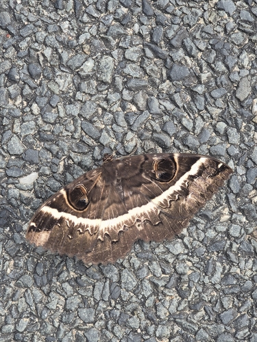 Erebus terminitincta